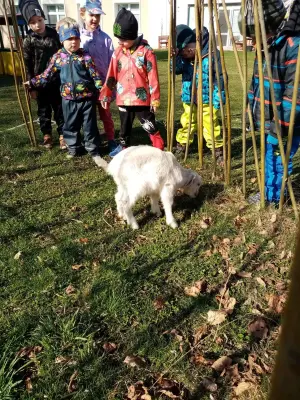 Dopoledne s kůzlaty