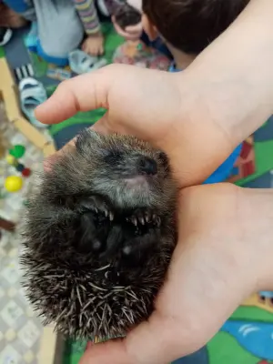 Ježčí návštěva