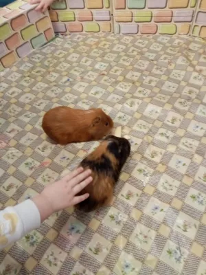 Než na jaro zavoláme