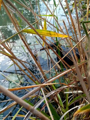 IMG_20261001_153247